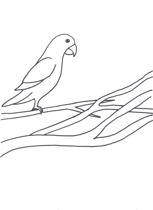 Create with Victoria Lynn,Parrot, Birds, Drawing
