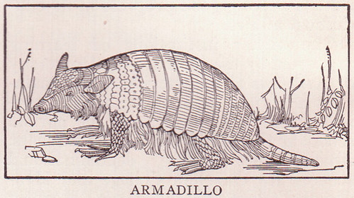 Armadillo