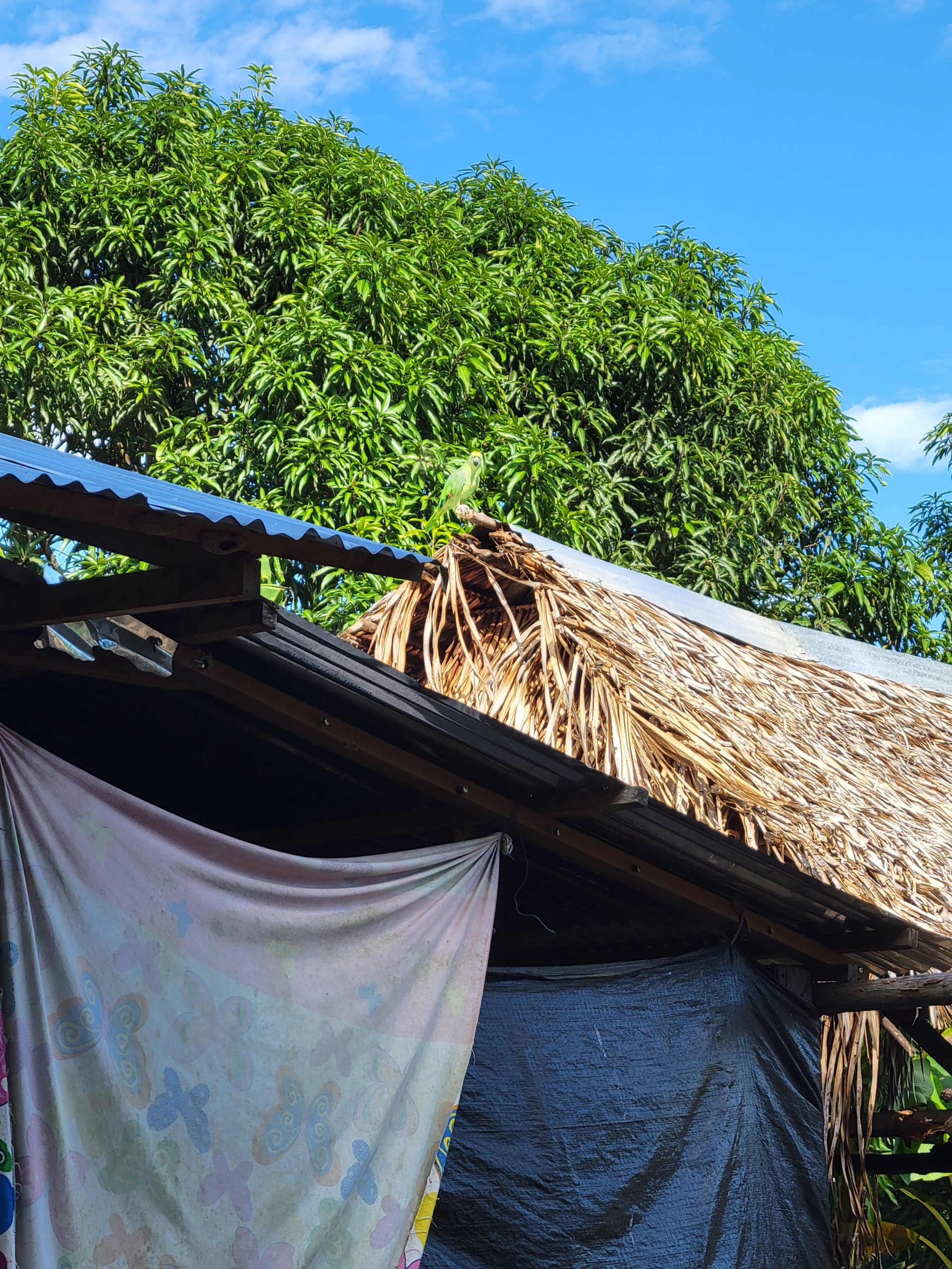 Parrot on the rooftop.