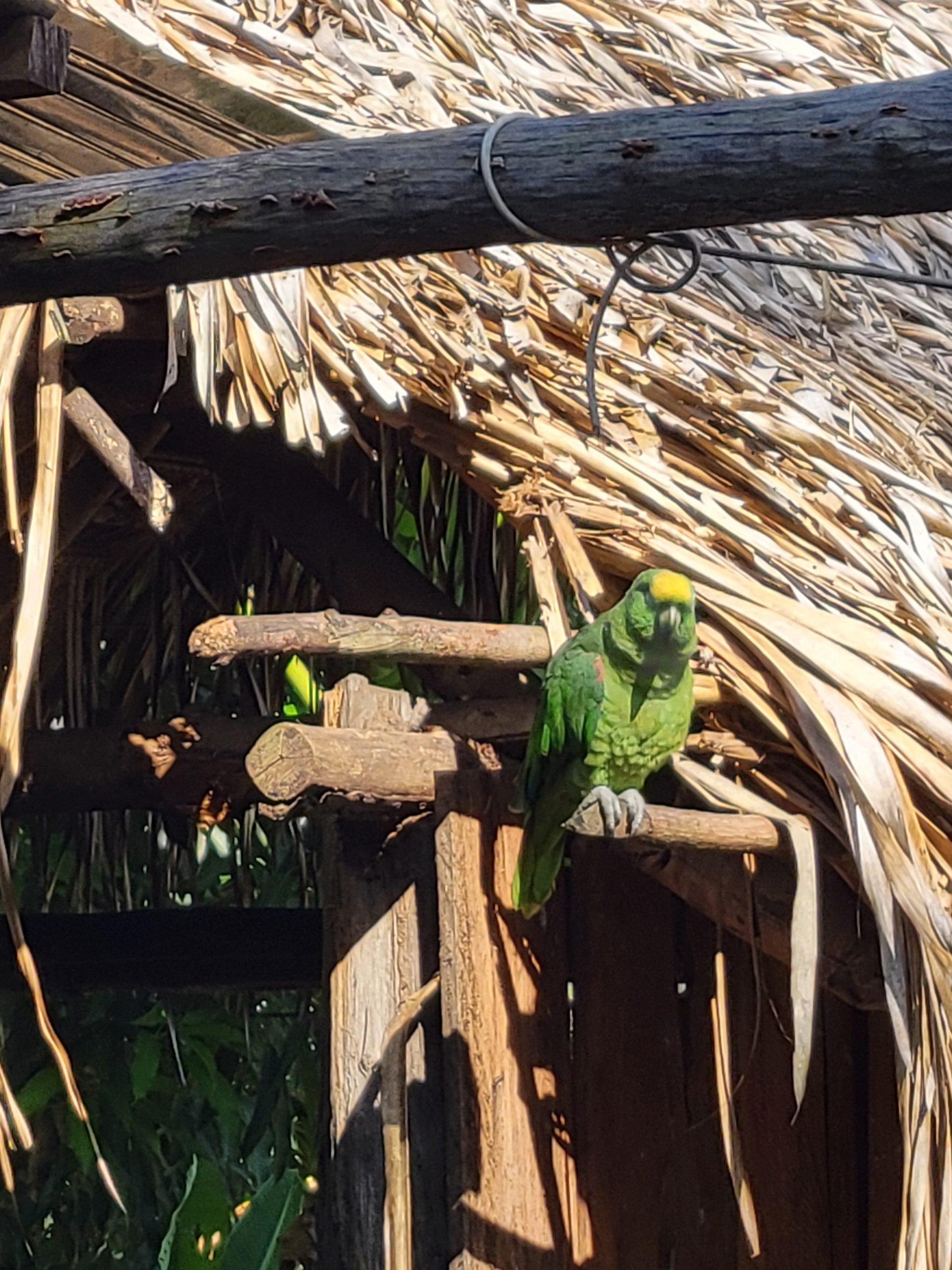 Parrot on a perch checking out these new commers. 