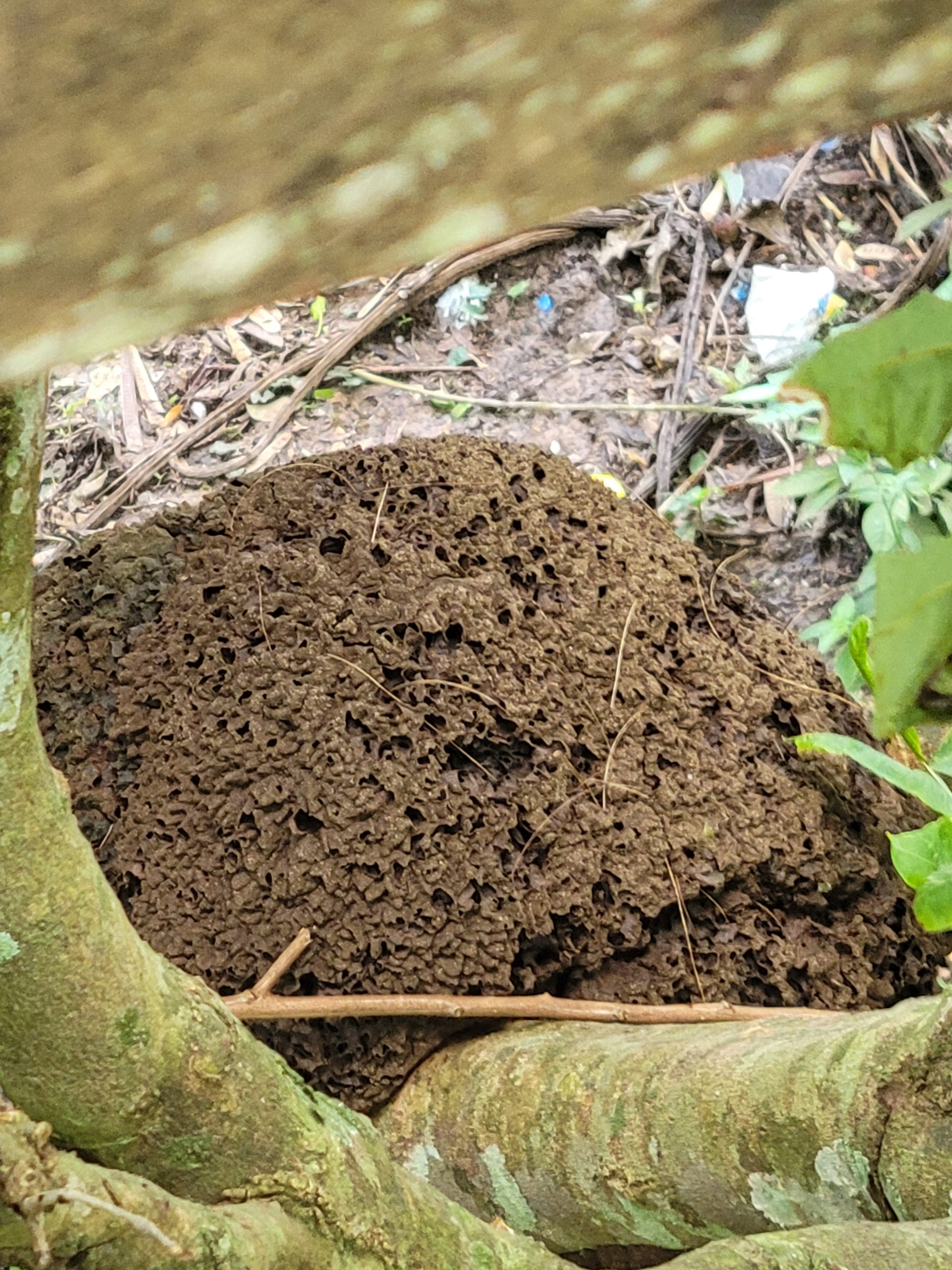 Termite mound