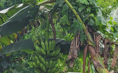 Day Four: From Jungle Paths to Wheelchair Courts: A Day of Impact in Peru