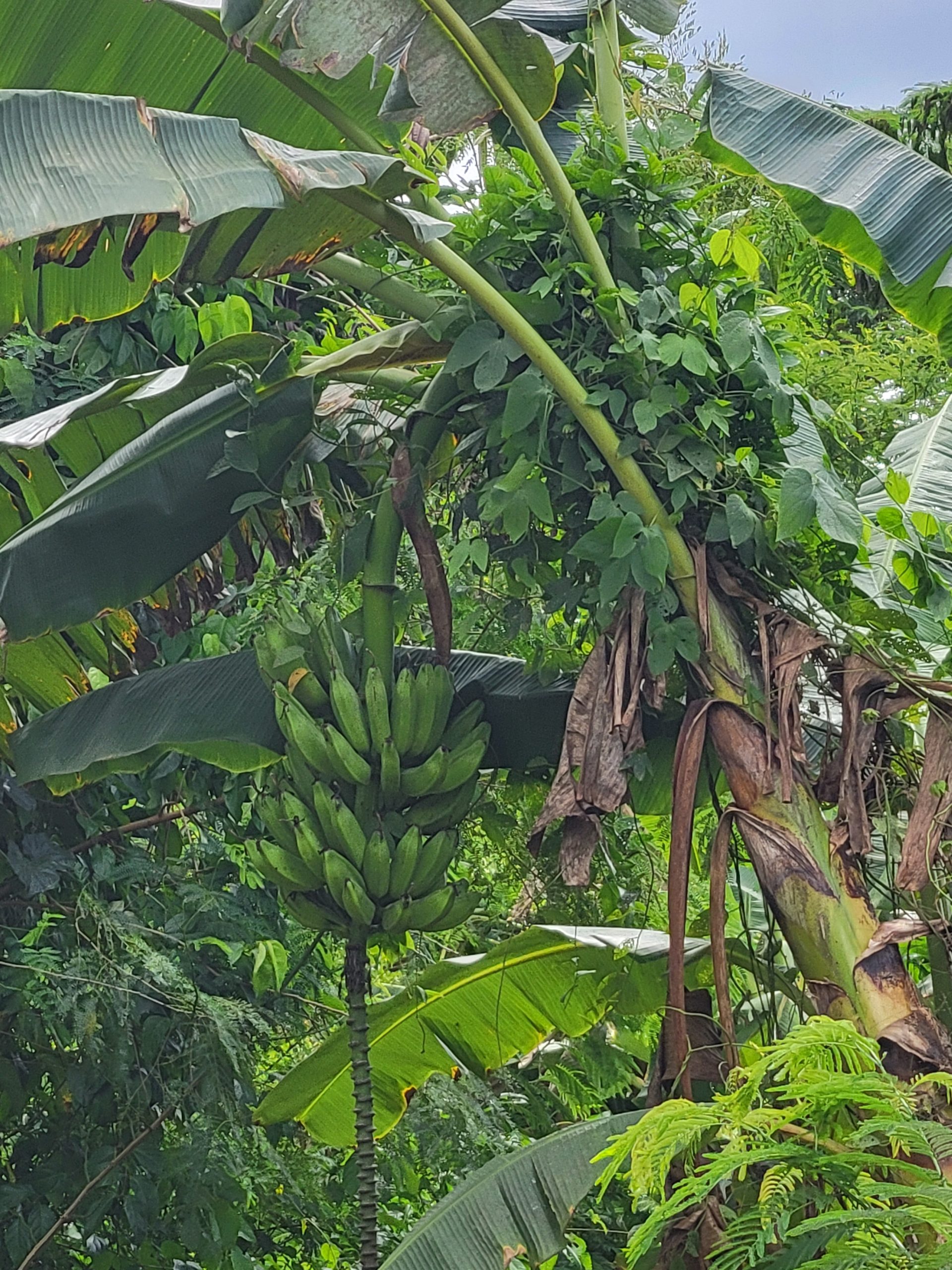 Bananas