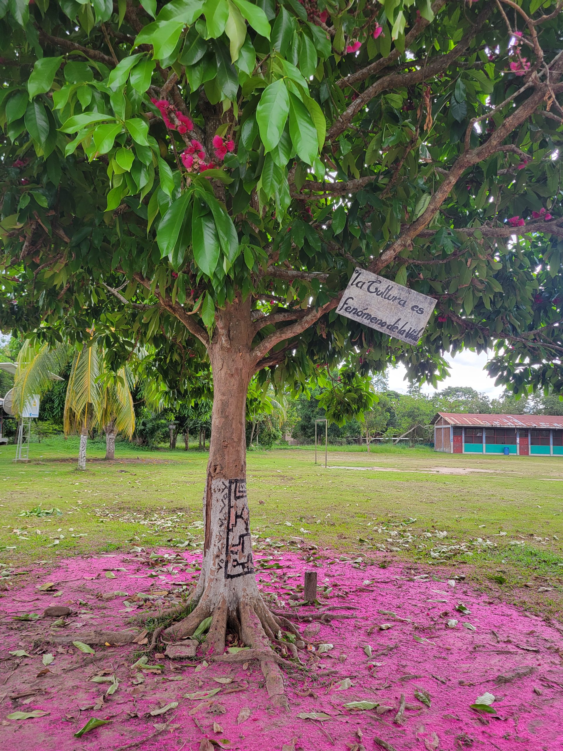 A pretty tree at the school.