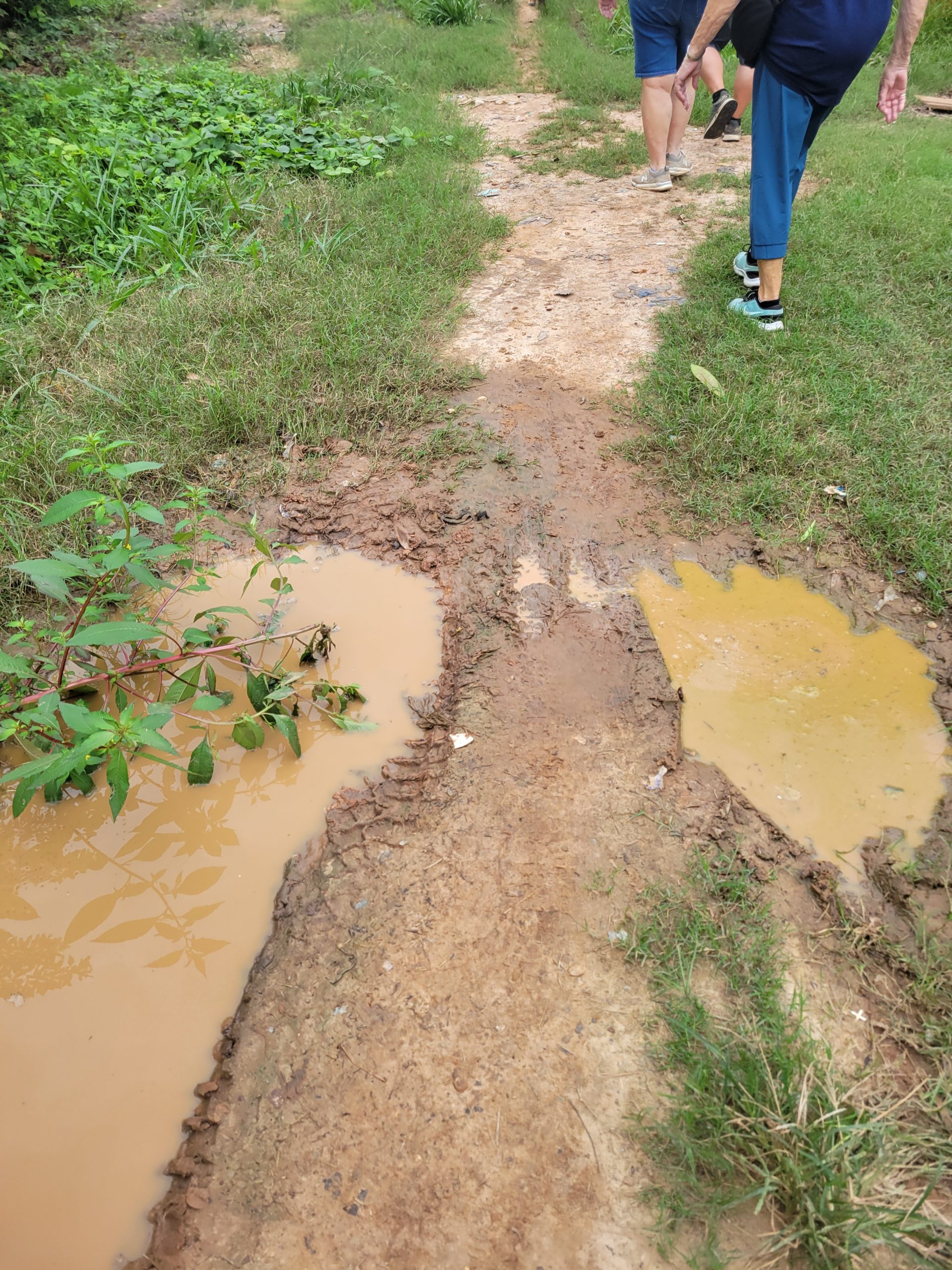 Potential jungle spa.